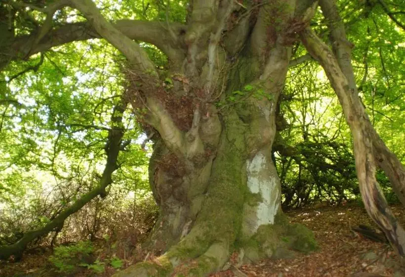 Отель Pferdezentrum Edersee