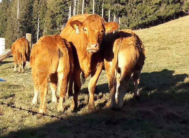 Landhotel Zur Grenze