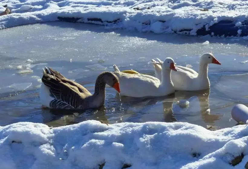 Отель Wellness Schiesselhof