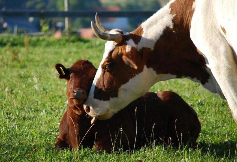 Отель Wellness Schiesselhof