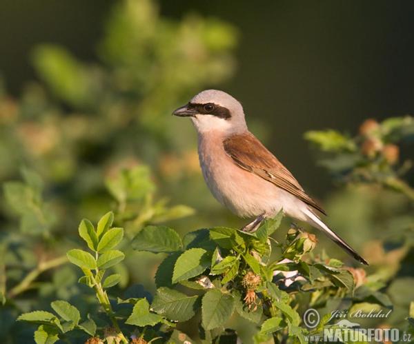 호텔 Landgasthof Zum Adler