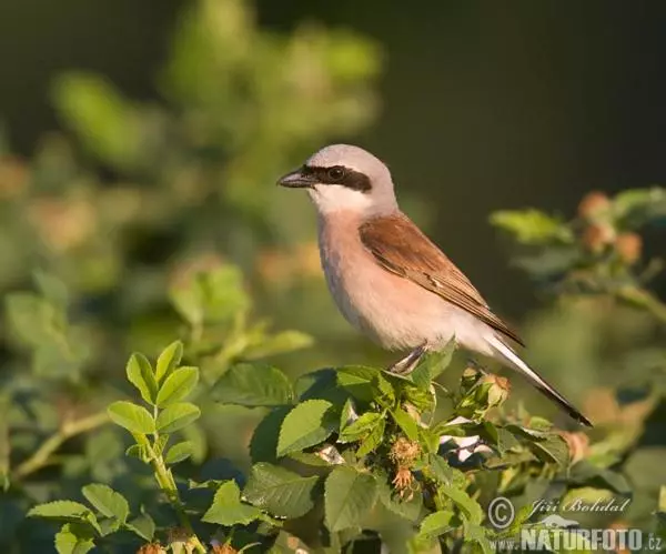 ホテル Landgasthof Zum Adler