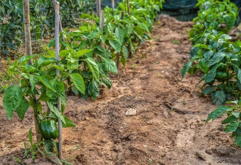 ペンション Iro Suites