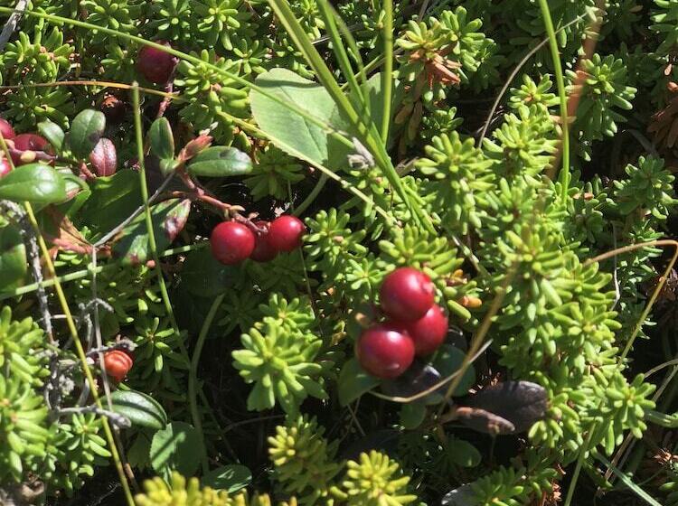 بنسيون Mestechko