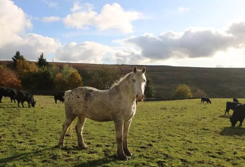 The Old Shippon Mews