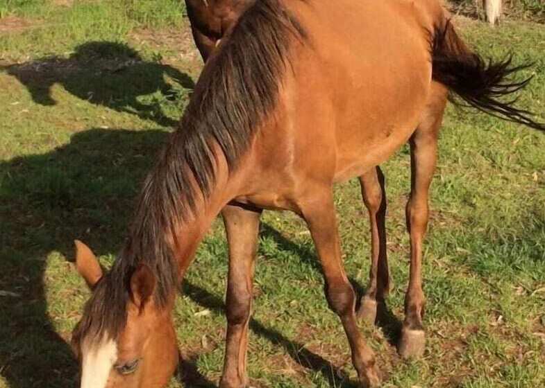 فندق Marari Rapa Nui