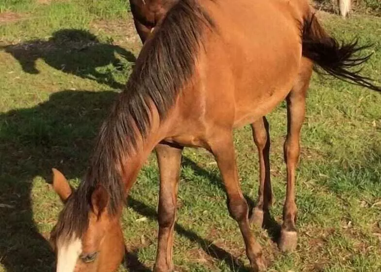 ホテル Marari Rapa Nui