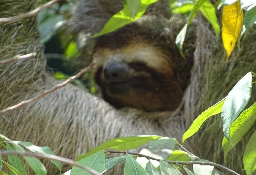 酒店 Osa Tucan Drake