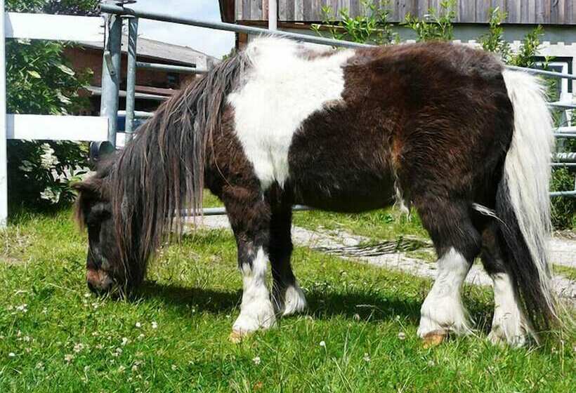 Пансион Ponyhof Naeve Am Wittensee