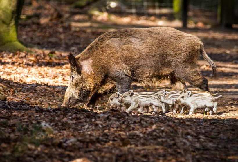 בית מלון כפרי Lodges Veluwse Poort