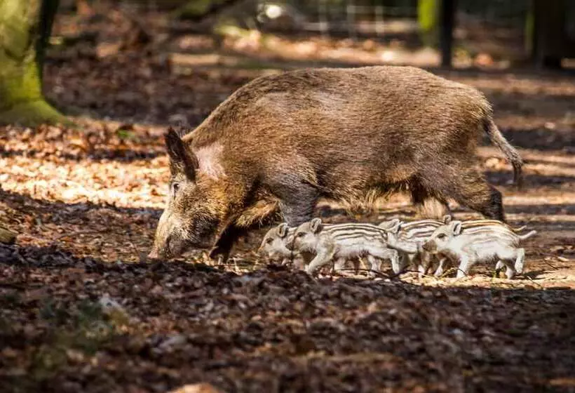 ホテル Lodges Veluwse Poort