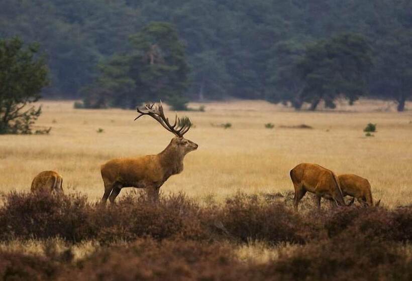 בית מלון כפרי Lodges Veluwse Poort