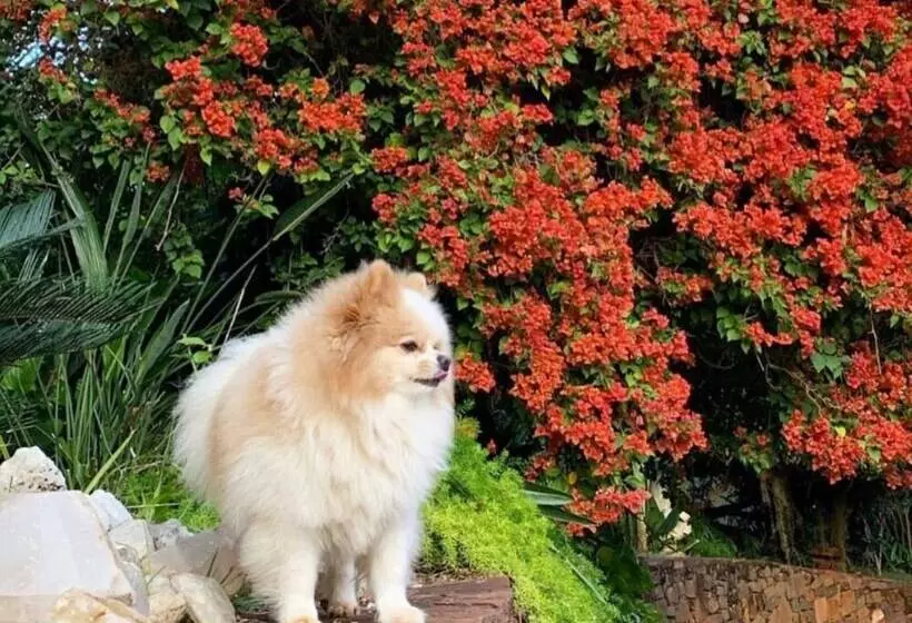 ホテル Villa Maria Pousada De Charme