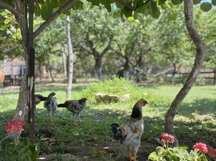 بنسيون Mustafa'nin Fidan'i