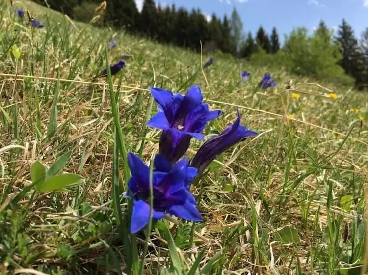 Hotelli Alte Postvilla