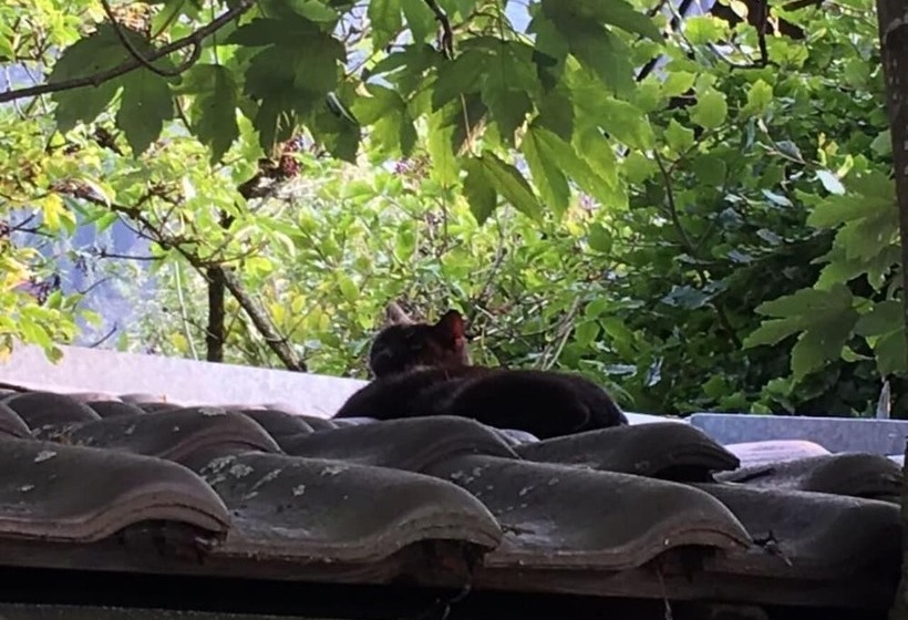 בית מלון כפרי Alte Postvilla