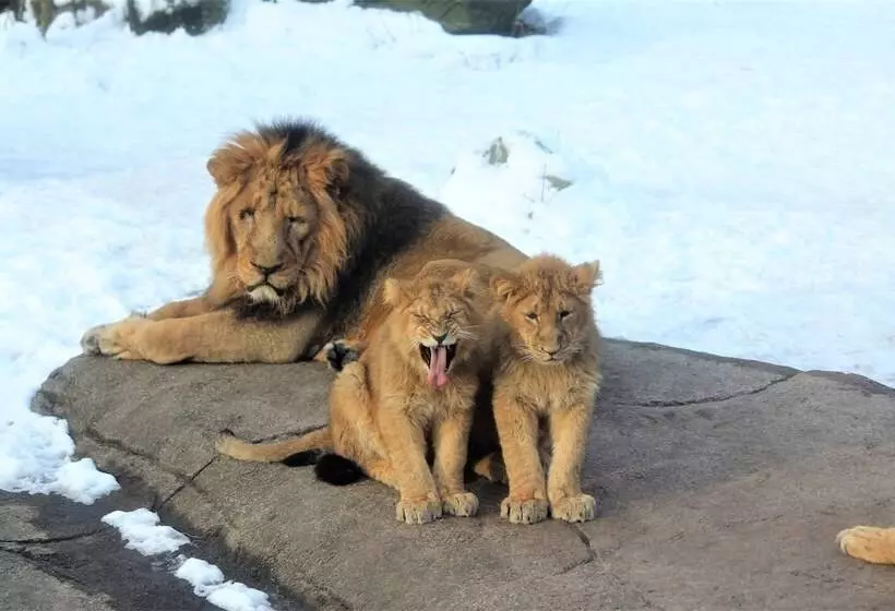 Hotelli City Camping Hjørring