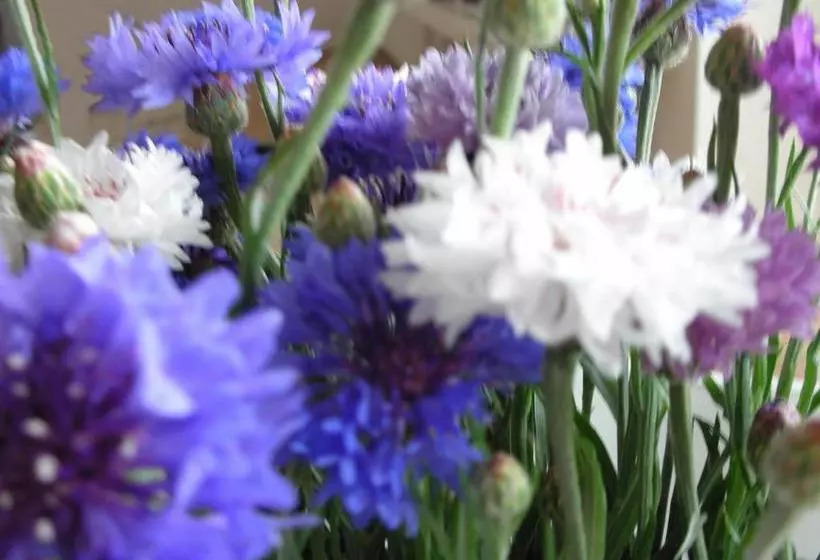 فندق City Karlsruhe