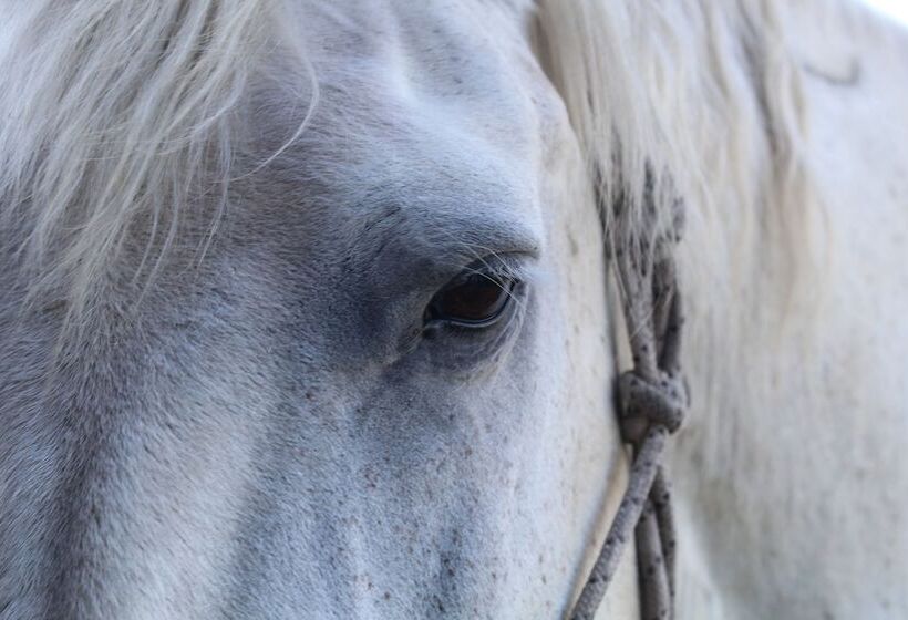 El Galope Horse Farm & Hostel