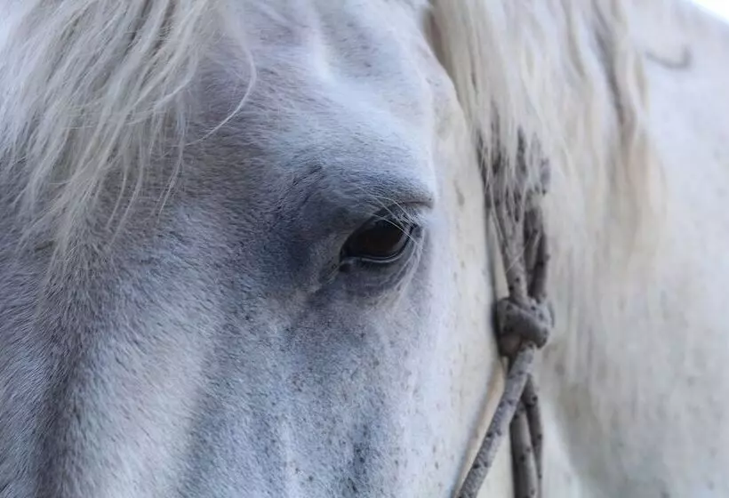 El Galope Horse Farm & Hostel