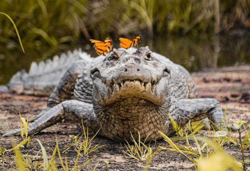 فندق ريفى Pousada São João   Estrada Parque Pantanal