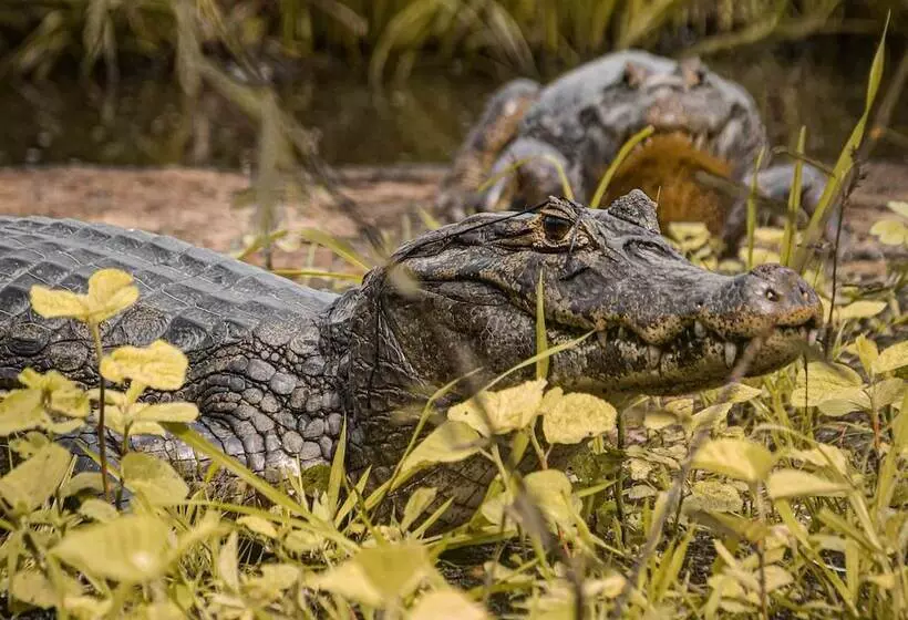 Maaseutuhotelli Pousada São João   Estrada Parque Pantanal