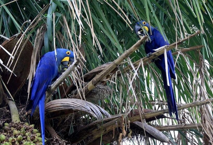 فندق ريفى Pousada São João   Estrada Parque Pantanal