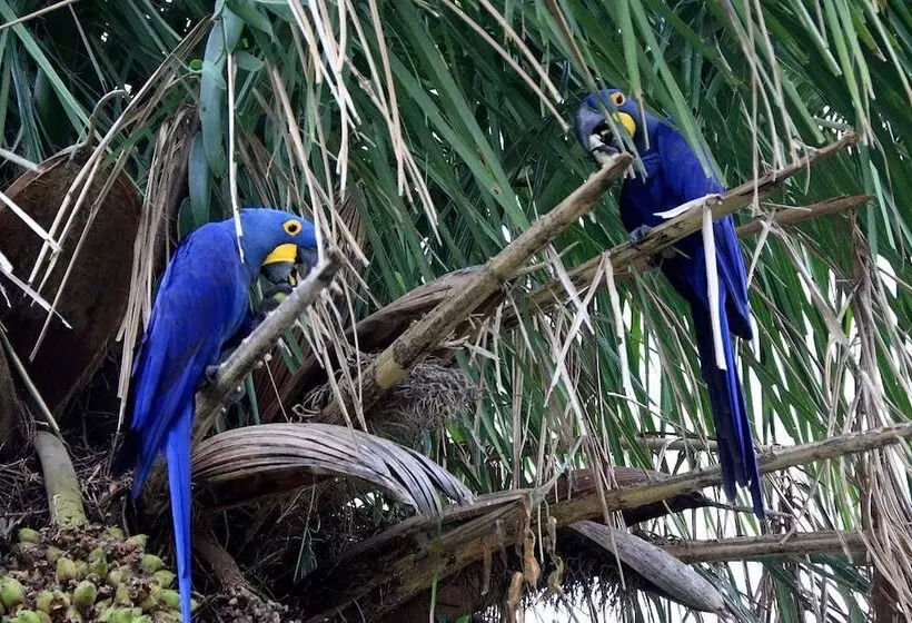 Maaseutuhotelli Pousada São João   Estrada Parque Pantanal