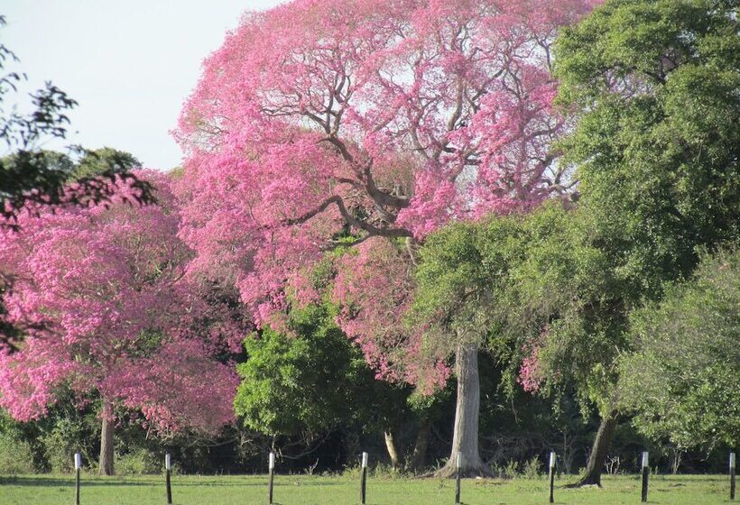 فندق ريفى Pousada São João   Estrada Parque Pantanal