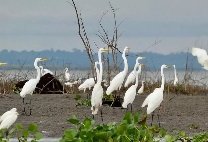 ホテル Jacamar Lodge Expeditions