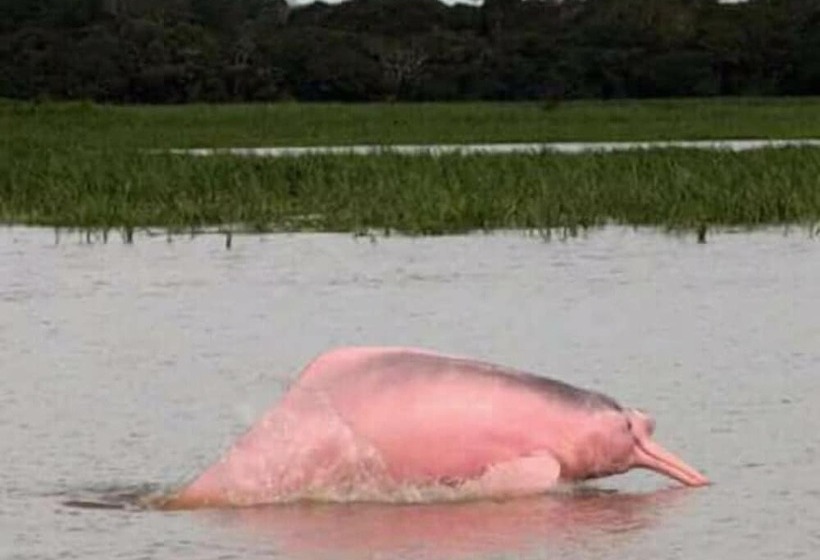 ホテル Jacamar Lodge Expeditions