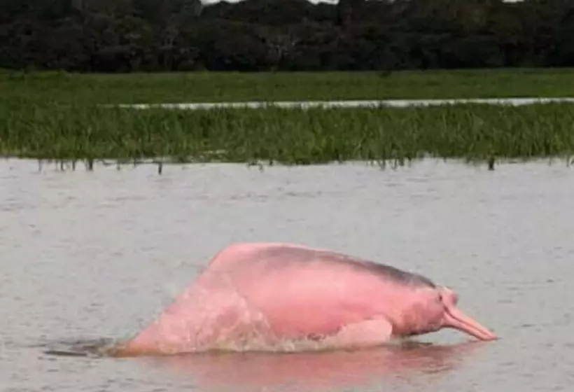 ホテル Jacamar Lodge Expeditions