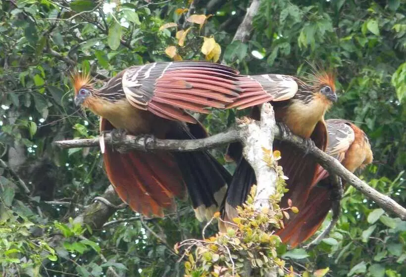 ホテル Jacamar Lodge Expeditions