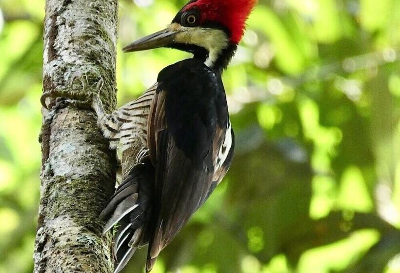 ホテル Jacamar Lodge Expeditions