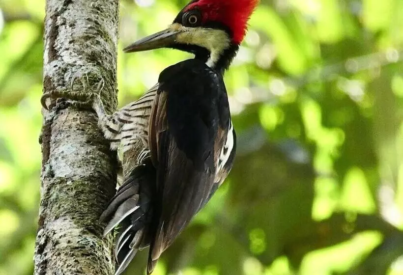 ホテル Jacamar Lodge Expeditions