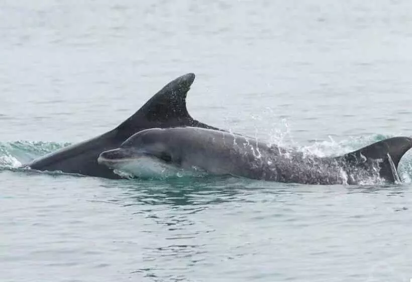 Penbontbren Luxury B&b