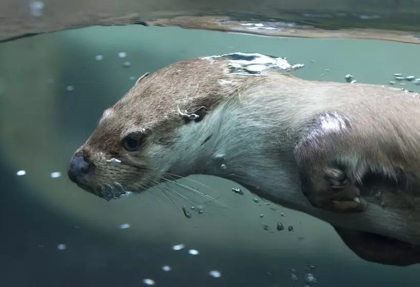 リゾートホテル Topparken – Recreatiepark ’t Gelloo