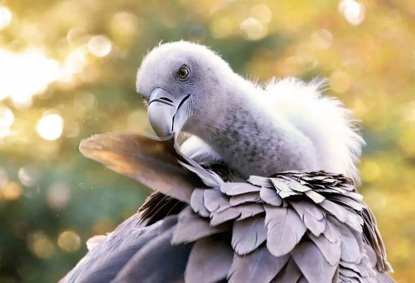 リゾートホテル Topparken – Recreatiepark ’t Gelloo