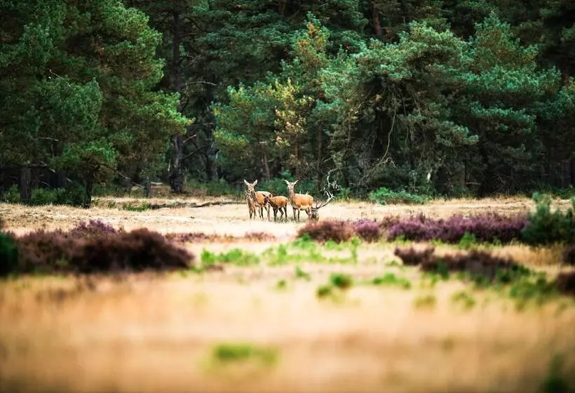 リゾートホテル Topparken – Recreatiepark ’t Gelloo
