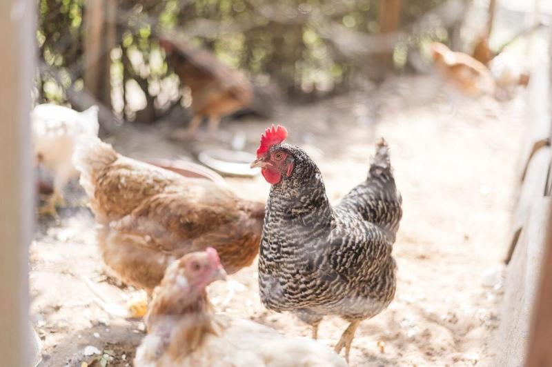 Gasthauspension Hofmann