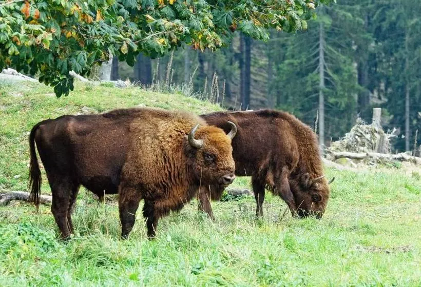 酒店 -pension Haus Erna