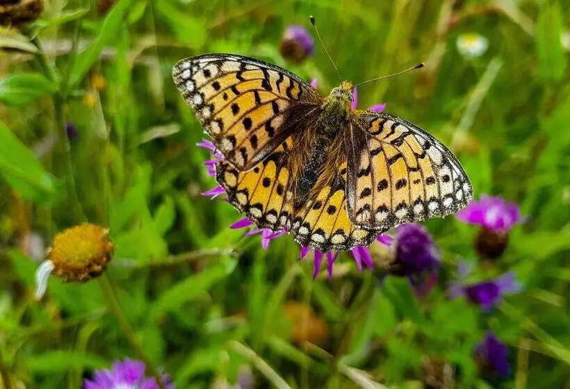 Отель Peterchens Mondfahrt   Wasserkuppe