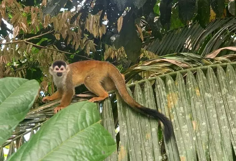 تختخواب و صبحانه Osa Corcovado Lodge