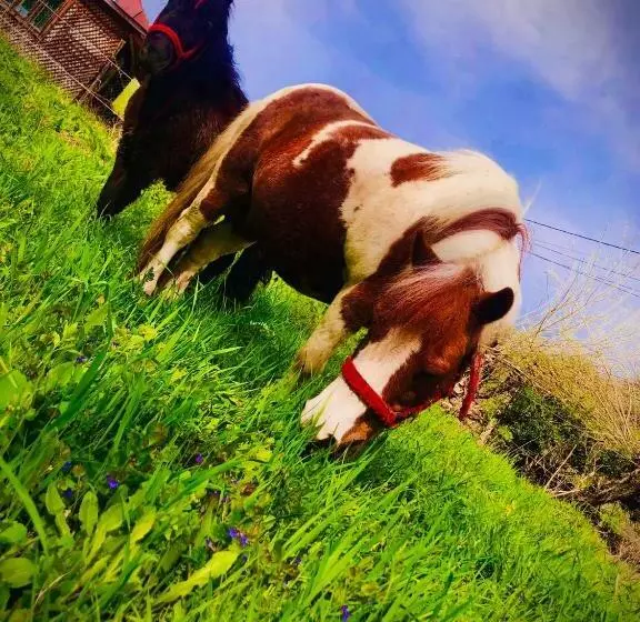 Majatalo Gospodaria Klaus