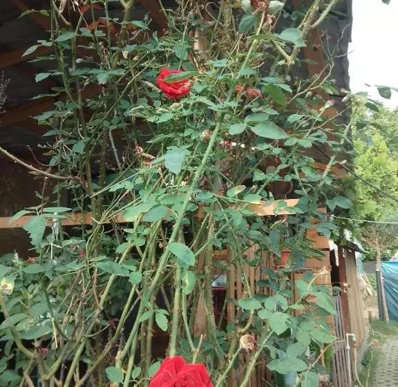 پانسیون Casa Mocanu