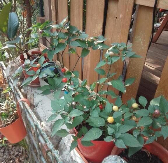 بنسيون Casa Mocanu