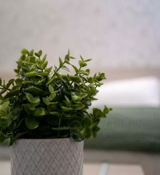 Majatalo Dragonfly Affittacamere