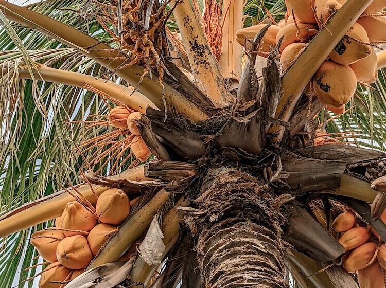 هتل Dhoadhi Retreat