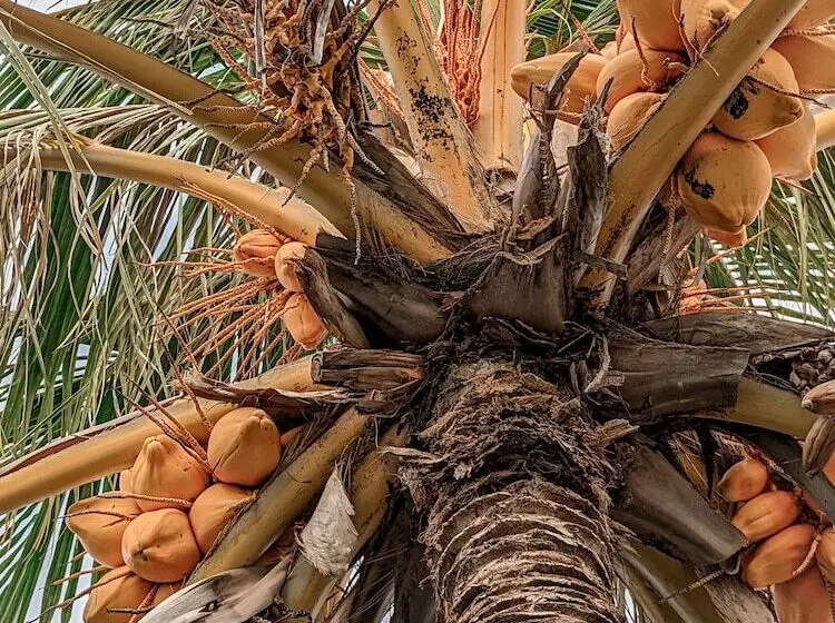 هتل Dhoadhi Retreat