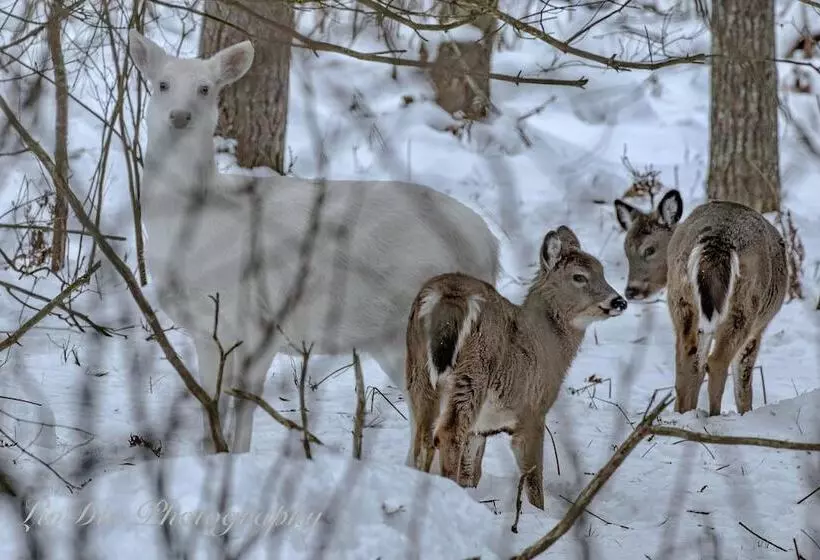 モーテル Boulder Bear Motor Lodge